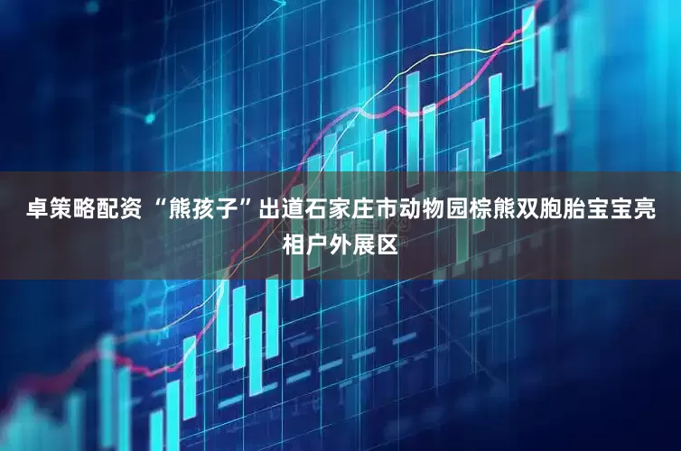 卓策略配资 “熊孩子”出道石家庄市动物园棕熊双胞胎宝宝亮相户外展区